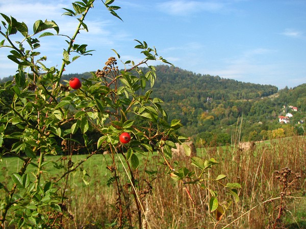 ESK STEDOHO - VARHO 639 M